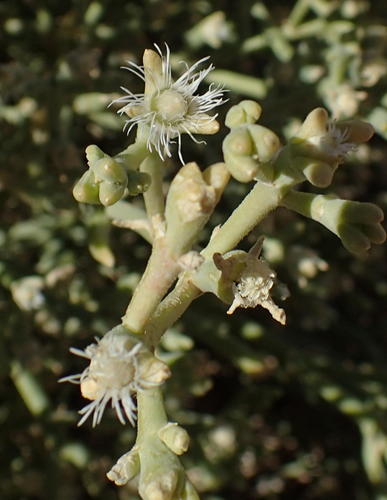 Mesembryanthemum subnodosum