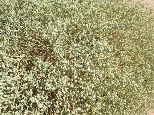 Mesembryanthemum subnodosum