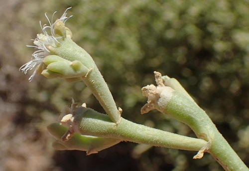 Mesembryanthemum subnodosum