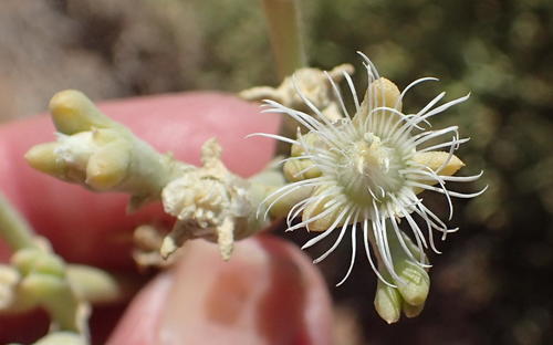 Mesembryanthemum subnodosum