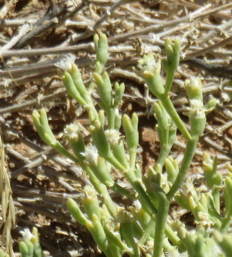 Mesembryanthemum subnodosum