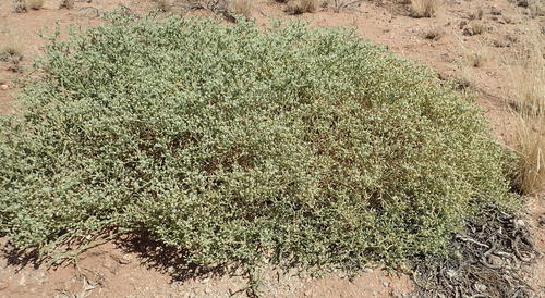 Mesembryanthemum subnodosum