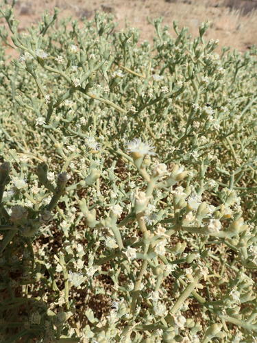Mesembryanthemum subnodosum