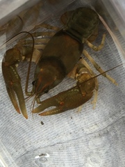 Cambarus girardianus