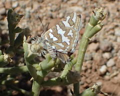 Cigaritis namaquus