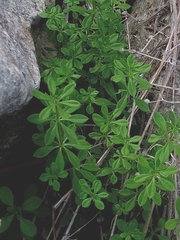 Galium aparine