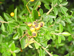 Pyracantha coccinea