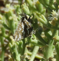 Cigaritis namaquus