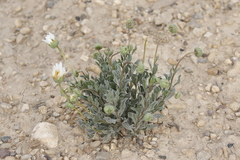 Xylorhiza