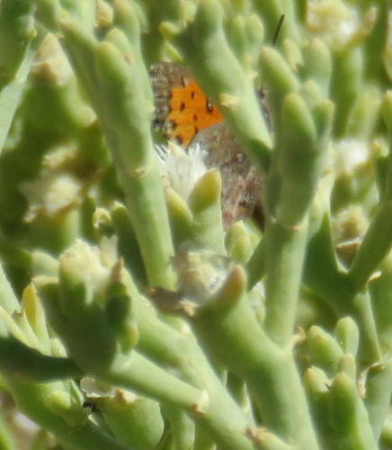 Bampton's Copper