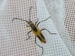 Chauliognathus scutellaris