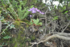 Primula kialensis