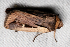 Proteuxoa tortisigna