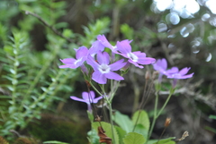 Primula kialensis