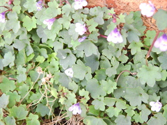 Cymbalaria muralis