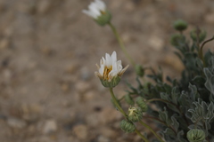 Xylorhiza