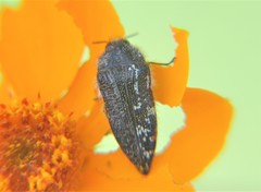 Acmaeodera mudgei