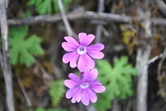 Primula palmata
