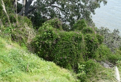 Dipogon lignosus