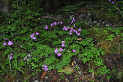 Primula palmata