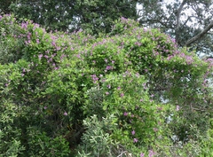 Dipogon lignosus