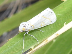 Philtraea paucimacula