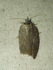 Acleris maximana