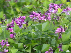 Dipogon lignosus
