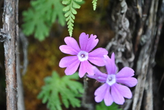 Primula palmata
