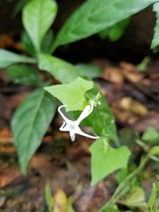 Rytidostylis gracilis