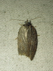 Acleris maximana