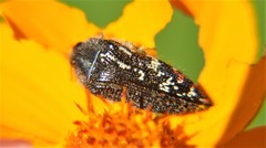 Acmaeodera mudgei