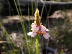 Stylidium junceum