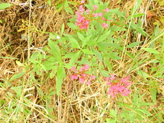 Centranthus ruber