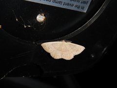 Cyclophora obstataria