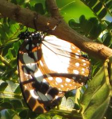 Charaxes wakefieldi