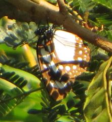 Charaxes wakefieldi