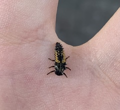 Harmonia axyridis