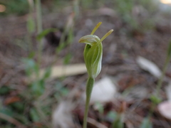 Pterostylis ectypha
