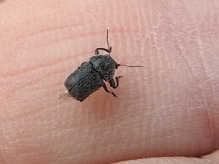 Pachybrachis morosus