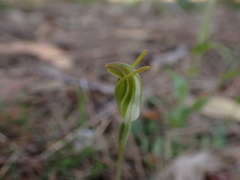 Pterostylis ectypha