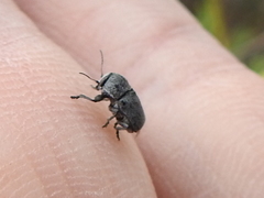 Pachybrachis morosus