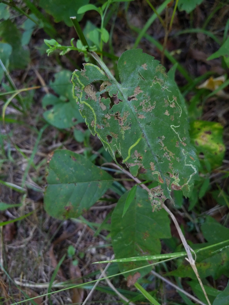 Ophiomyia asterovora