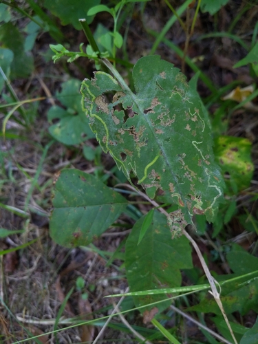 Ophiomyia asterovora