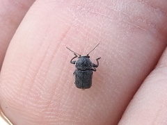 Pachybrachis morosus