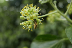 Vespula