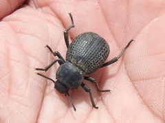Cryptoglossa infausta