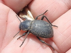 Cryptoglossa infausta