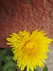 Taraxacum officinale