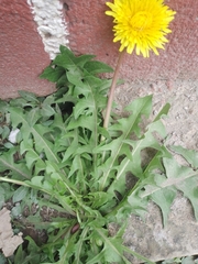 Taraxacum officinale